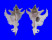 MURICIDAE PURPURELLUS GAMBIENSIS shell