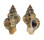MURICIDAE OCENEBRA INERMICOSTA shell
