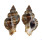 MURICIDAE OCENEBRA INERMICOSTA shell