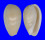 MARGINELLIDAE MARGINELLA CORNEA shell
