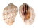 HARPIDAE HARPA ARTICULARIS shell