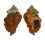 MURICIDAE VITULARIA MILIARIS shell