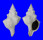 FASCIOLARIIDAE FASCIOLARIA TRAPEZIUM shell