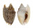 STROMBIDAE STROMBUS AURISDIANAE shell