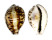 CYPRAEIDAE CYPRAEA TIGRIS shell