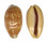 CYPRAEIDAE LYNCINA LEVIATHAN TITAN shell