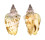 STROMBIDAE STROMBUS GRANULATUS shell