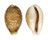 CYPRAEIDAE CYPRAEA VITELLUS shell