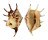 STROMBIDAE LAMBIS LAMBIS shell