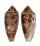 CONIDAE CONUS AUREUS shell