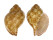 TONNIDAE EUDOLIUM PYRIFORME shell