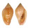 MARGINELLIDAE MARGINELLA SEBASTIANI shell