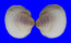 CARDIIDAE FULVIA FRAGILIS shell