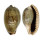 CYPRAEIDAE ERRONEA CAURICA MASIRENSIS shell