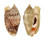 STROMBIDAE STROMBUS AURISDIANAE shell