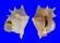VERMETIDAE LAMBIS LAMBIS shell