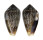 CONIDAE CONUS HYBRIDUS shell