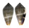 CONIDAE CONUS HYBRIDUS shell