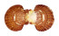 PECTINIDAE ANNACHLAMYS STRIATULA shell