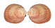CARDIIDAE TRACHYCARDIUM ELONGATUM ELONGATUM shell