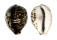 CYPRAEIDAE CYPRAEA TIGRIS shell
