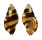 RANELLIDAE CYMATIUM FLAVEOLUM shell