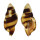 RANELLIDAE CYMATIUM FLAVEOLUM shell