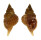 PERSONIDAE DISTORSIO RETICULARIS shell