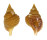 PERSONIDAE DISTORSIO RETICULARIS shell