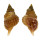 PERSONIDAE DISTORSIO RETICULARIS shell