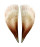 PINNIDAE PINNA cf. SQUAMIFERA shell