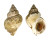 BUCCINIDAE BUCCINUM UNDATUM shell
