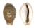 CYPRAEIDAE EROSARIA TURDUS WINCKWORTHI shell