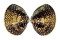 VENERIDAE MERETRIX PETECHIALIS shell