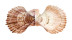 PECTINIDAE CHLAMYS FARRERI shell