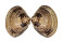 VENERIDAE MERETRIX PETECHIALIS shell