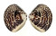 VENERIDAE MERETRIX PETECHIALIS shell