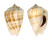 STROMBIDAE CONOMUREX DECORUS PERSICUS shell