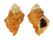 MURICIDAE VITULARIA MILIARIS shell