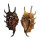 STROMBIDAE LAMBIS VERTRIESTI shell