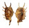 STROMBIDAE LAMBIS VERTRIESTI shell