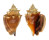 STROMBIDAE STROMBUS  ALATUS shell