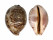 CYPRAEIDAE LEPOCYPRAEA MAPPA shell