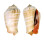 STROMBIDAE STROMBUS LUHUANUS shell