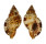RANELLIDAE SEPTA AQUATILE shell