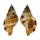 RANELLIDAE SEPTA AQUATILE shell