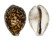 CYPRAEIDAE CYPRAEA TIGRIS shell