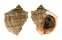 MURICIDAE RAPANA VENOSA shell