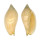 VOLUTIDAE AMORIA LINEOLA shell