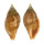 BUCCINIDAE METULA CUMINGII shell